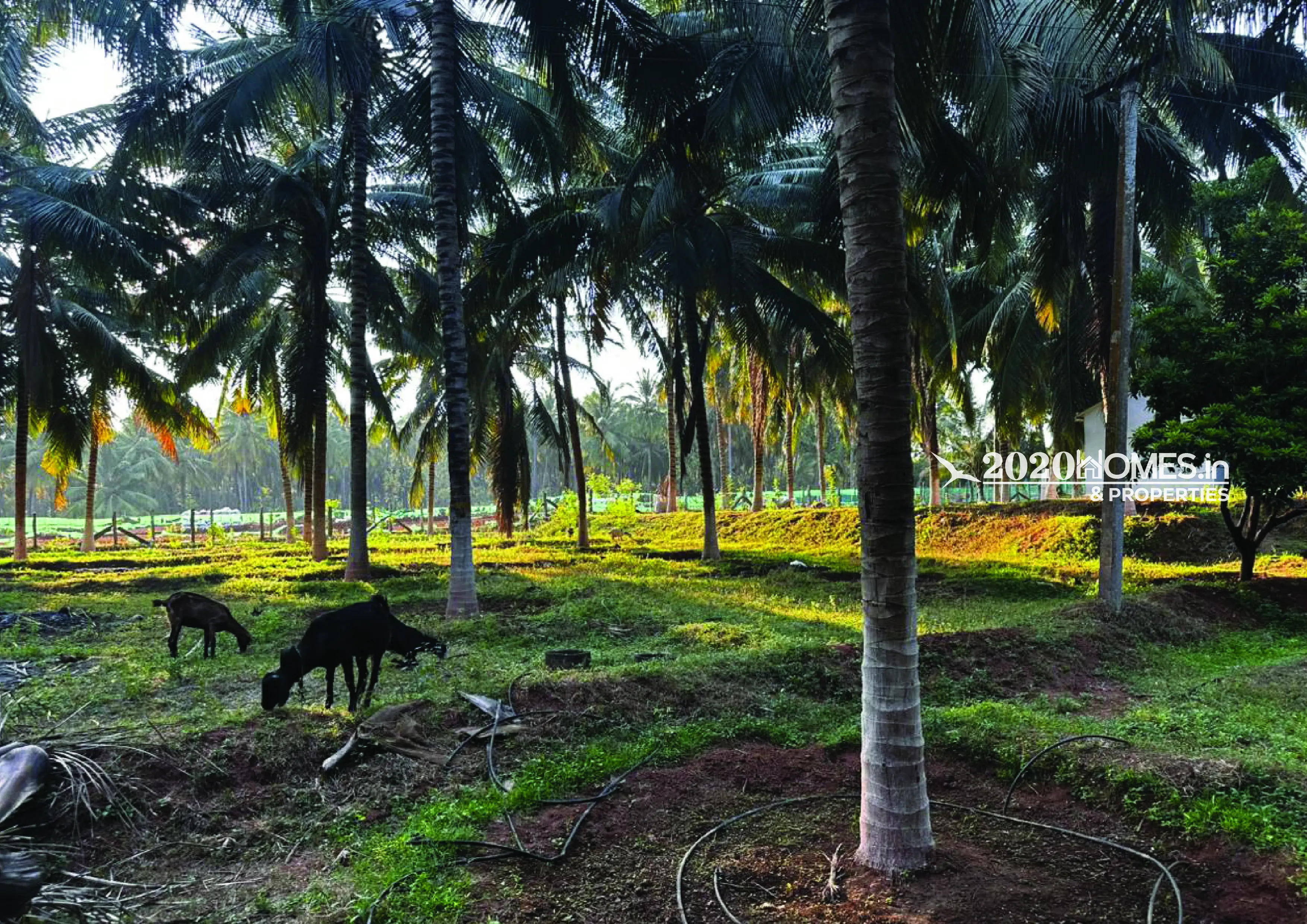 Premium Coconut Farm Narikalpathi